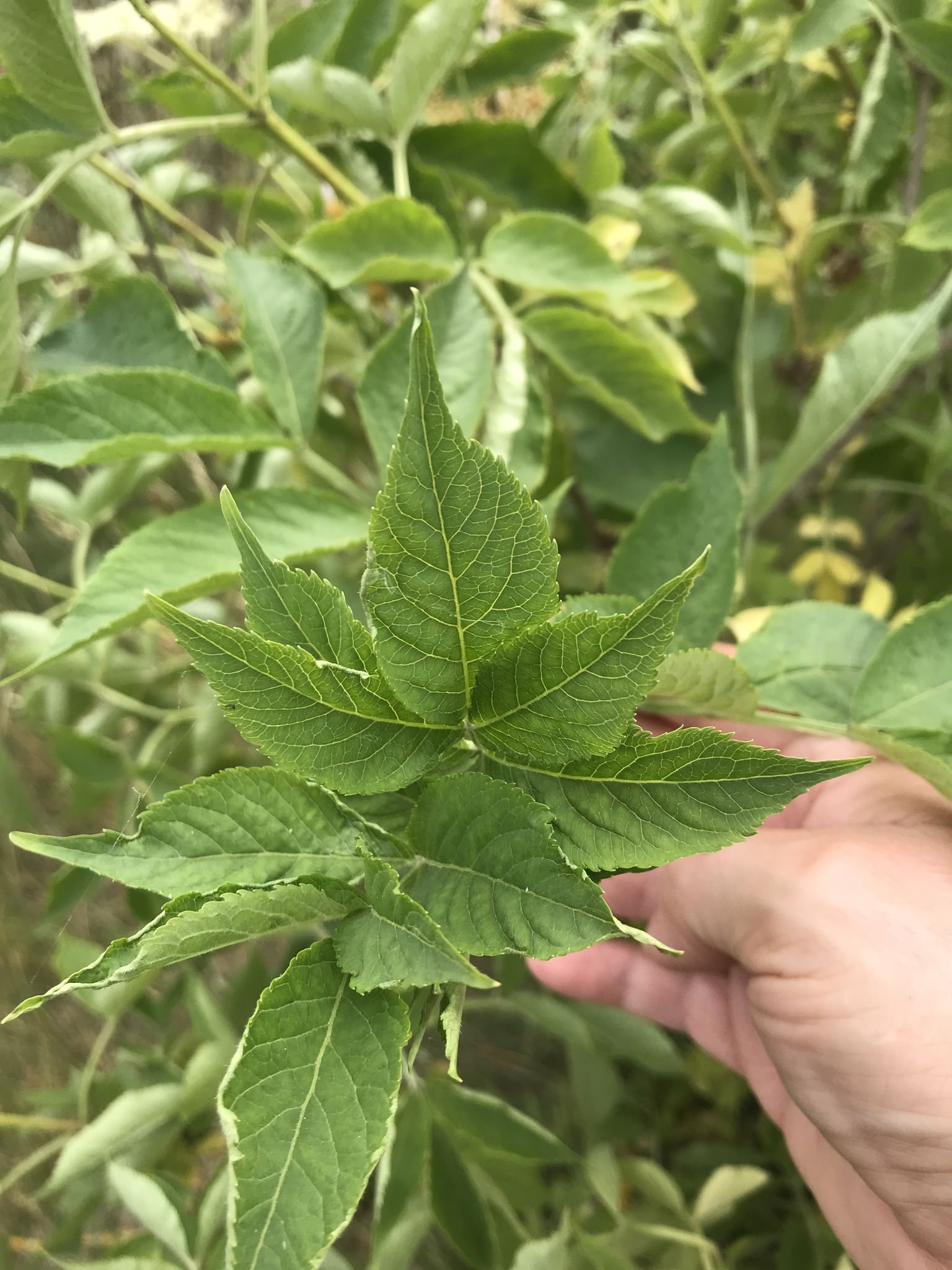 Sambucus nigra